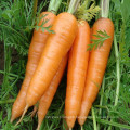 Fresh Red Carrots in China